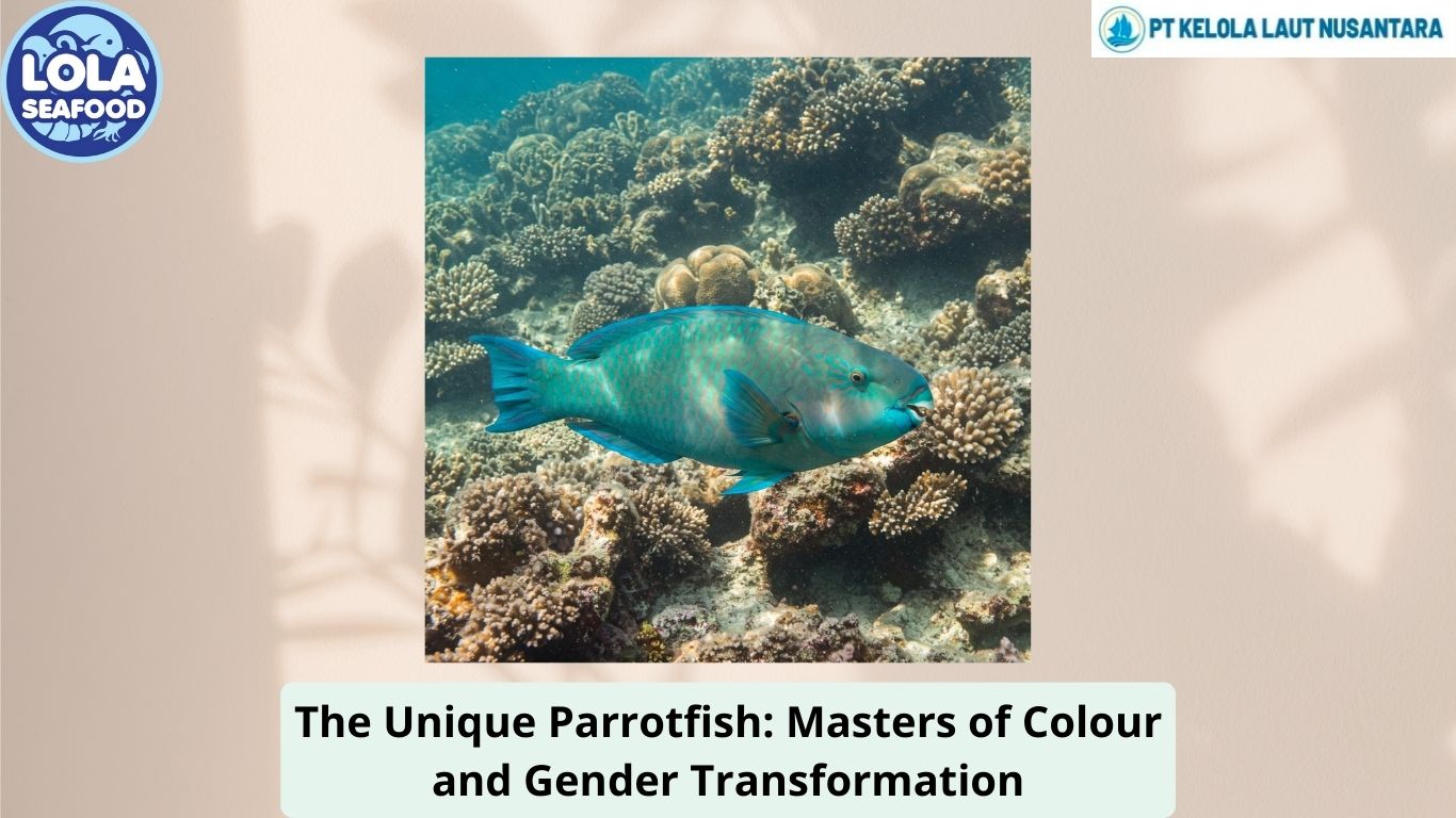 The Unique Parrotfish: Masters of Colour and Gender Transformation